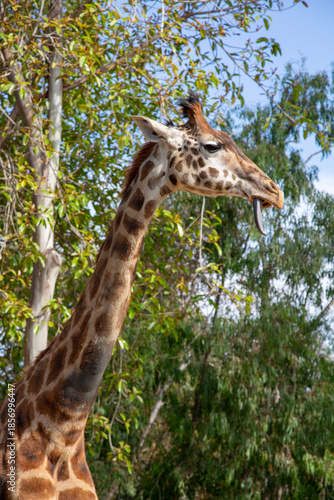 A playful giraffe sticking their tongue out 