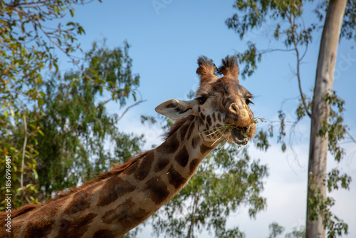 Giraffe eating some grass for lunch
