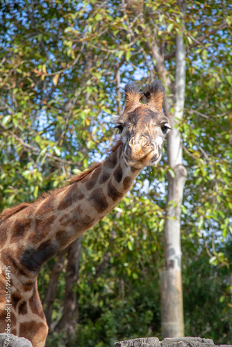 Giraffe eating some grass for lunch