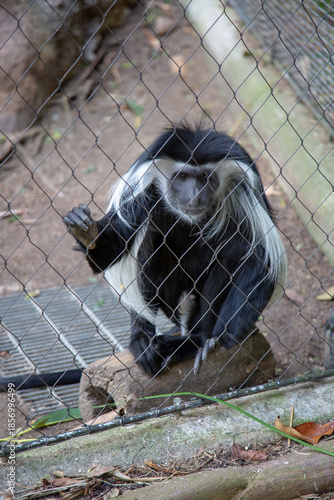 A black and white Colobuses monkey