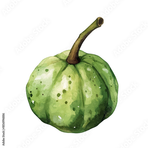 watercolor of Jambolan painting, isolated on a white background.