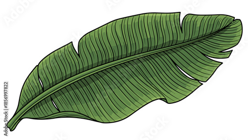Banana Leaf Illustration Green Foliage Detailed.