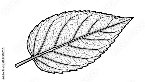 Black and White Leaf Illustration.