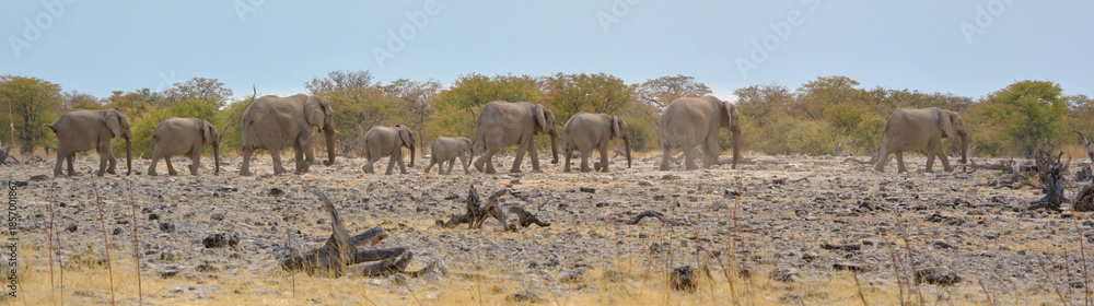 Obraz premium Panoramic view of African elephants walking across the savanna in Etosha National Park, Namibia, Africa.