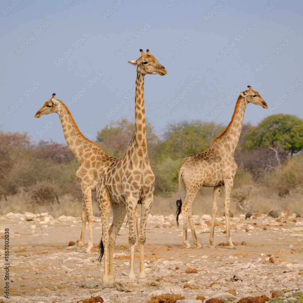 Obraz premium Three elegant giraffes roaming the golden savannah of Etosha National Park, Namibia, Africa.
