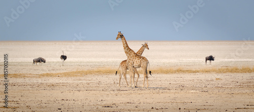 Canvas Print Two giraffes and gnus on a salt pan, Etosha National Park, Namibia, Africa
