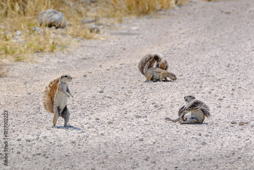 Three squirrels crossing a road in Etosha National Park, Namibia, Africa.