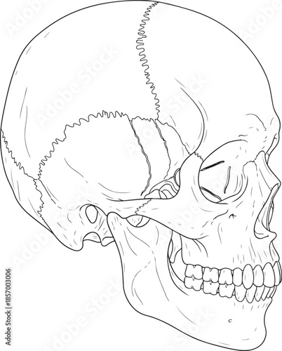 Detailed line drawing of a human skull viewed from the side