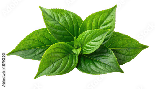 Vibrant green plant leaves clustered against a stark black background.