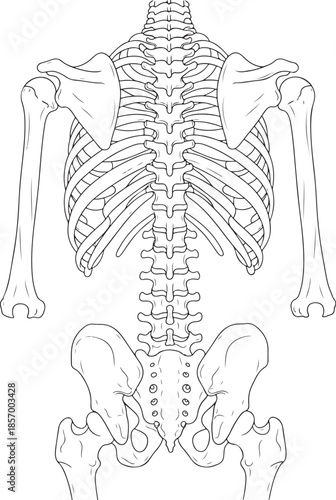 Detailed illustration of the human skeletal system, focusing on the torso