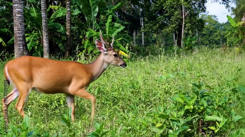 Deer in a lush green forest clearing