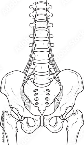 Anatomical illustration of the human lumbar spine and pelvic girdle