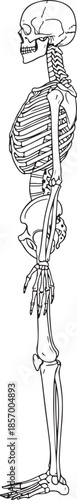 Detailed anatomical illustration of a human skeleton in a side view