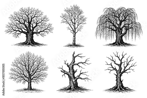 Detailed black and white tree silhouettes: oaks, birches, willows, and more