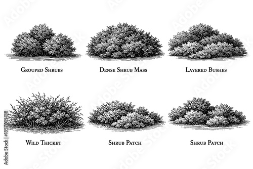 Detailed black and white shrub variations: botanical collection of bushes, thickets, and patches