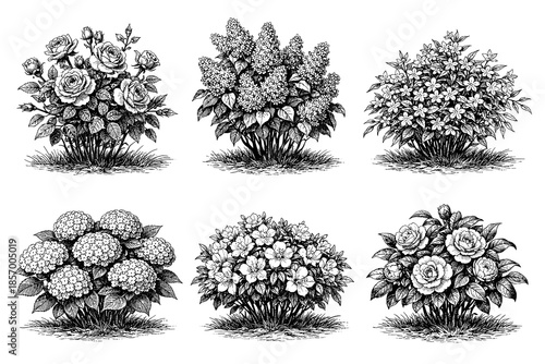 Detailed botanical sketch of floral bushes with roses, hydrangeas, and lilacs