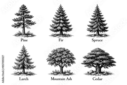 Detailed engraving of different tree types: pine, fir, spruce, larch, mountain ash, cedar