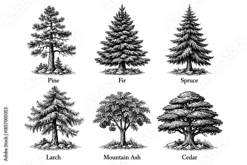 Hand drawn botanical collection: pine, fir, spruce, larch, mountain ash, cedar trees