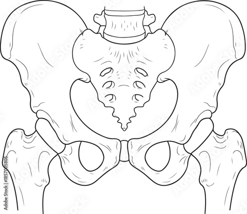 Anatomical illustration of the human pelvis a detailed skeletal structure
