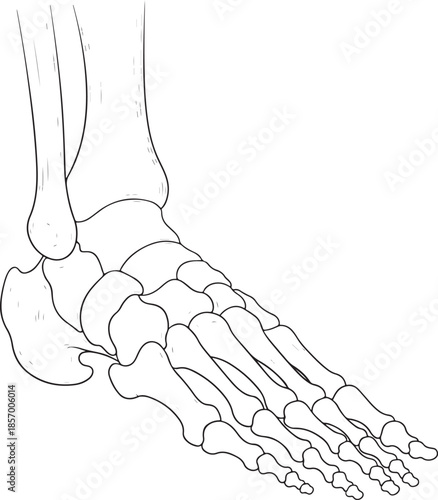 Detailed anatomical illustration of the human hand and wrist bones