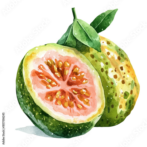 Hala Fruit, watercolor vector depicting playful antics, isolated on a white background.