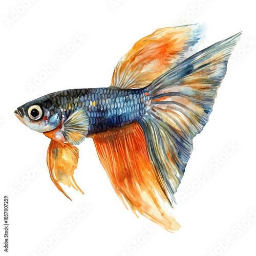 watercolor of Guppy Fish draw graphic, isolated on a white background.
