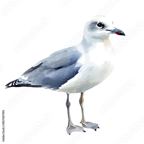 Gull, watercolor illustration featuring soft shadows and luminous, isolated on a white background.