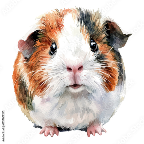 Guinea Pig, watercolor painting with colorful accents, isolated on a white background.