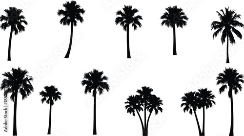 Set of tall tropical palm tree silhouettes exotic coconut plant silhouettes cad drawing flat vector illustration for summer beach landscape design