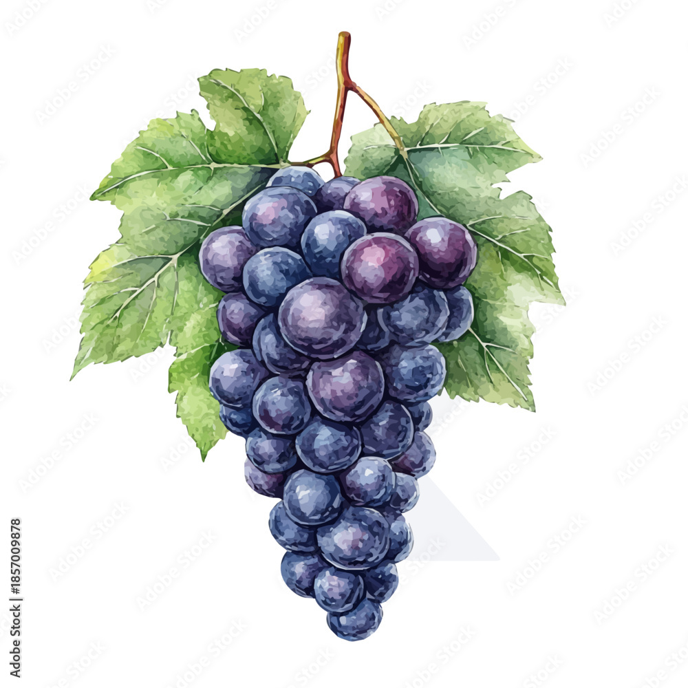 Fototapeta premium Grape, watercolor painting with colorful accents, isolated on a white background.
