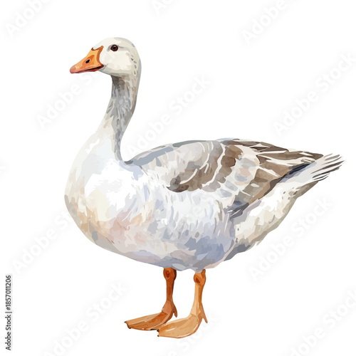 Goose, watercolor illustration featuring soft shadows and luminous, isolated on a white background.