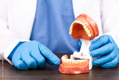 Bild auf Leinwand Dental surgeon examining a denture model, restorative dentistry, maxillofacial s