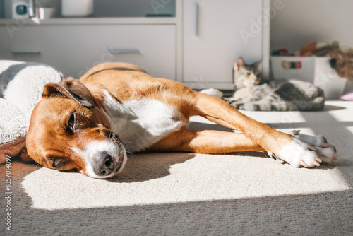 Schilderij op canvas Dog and cat lying on carpet in window light of living room