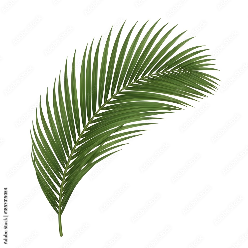 Fototapeta premium Single Green Palm Frond Leaf on White Background palm leaf tropical leaf