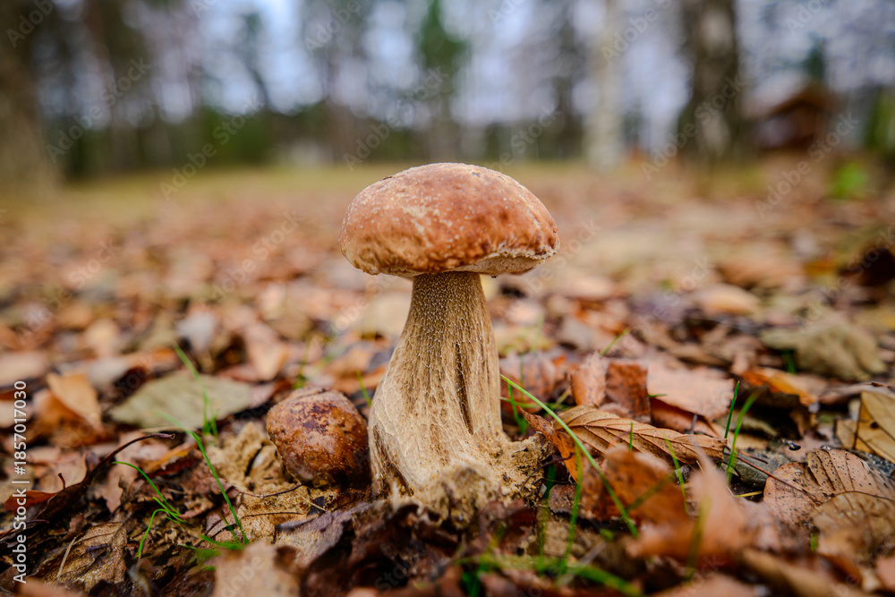 Fototapeta premium Close-up of a porcini mushroom growing on the forest floor among autumn leaves in a natural woodland environment