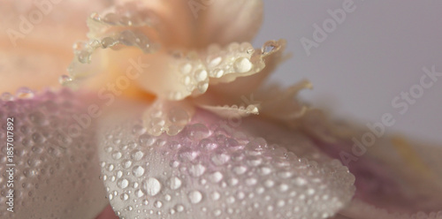 Smoke close-up selective soft focus Flower bud Petals with water Drops. Natural blur cream beige, pink pastel horizontal background.