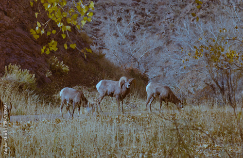 Bighorn Sheep in Waterton Canyon