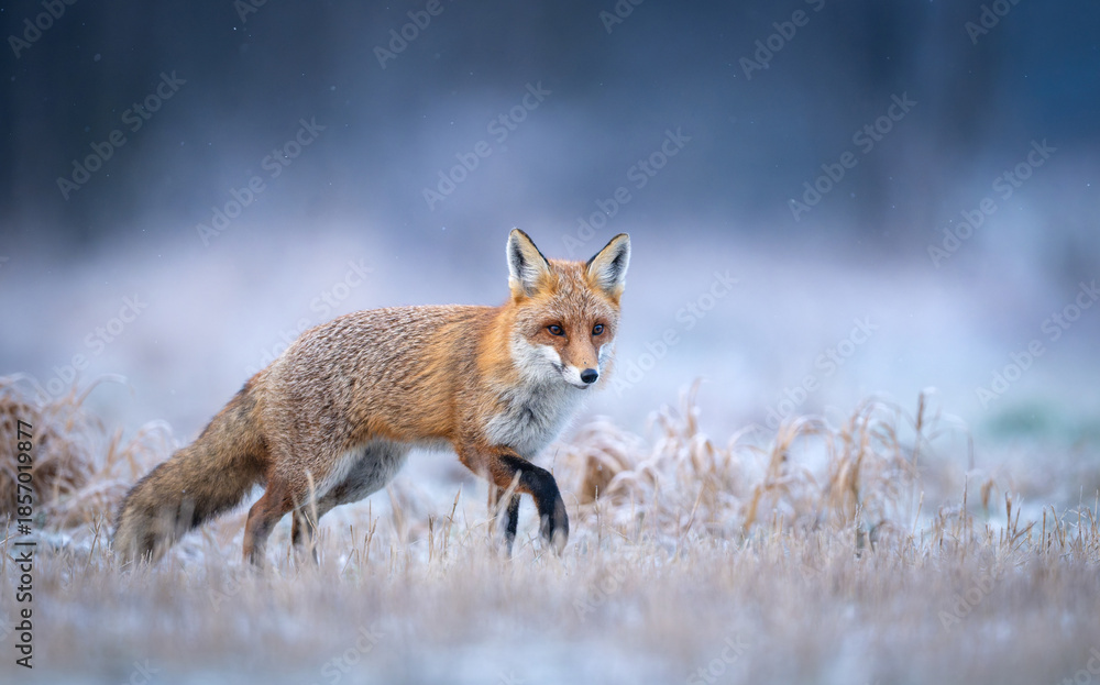 Obraz premium Red fox ( Vulpes vulpes ) in winter scenery