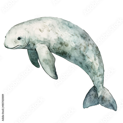 Dugong, watercolor illustration featuring soft shadows and luminous, isolated on a white background.