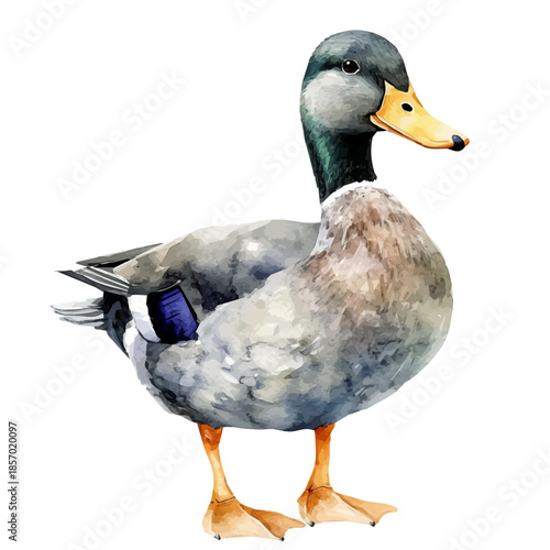Duck, watercolor illustration featuring soft shadows and luminous, isolated on a white background.