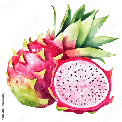 watercolor of Dragonfruit painting, isolated on a white background.