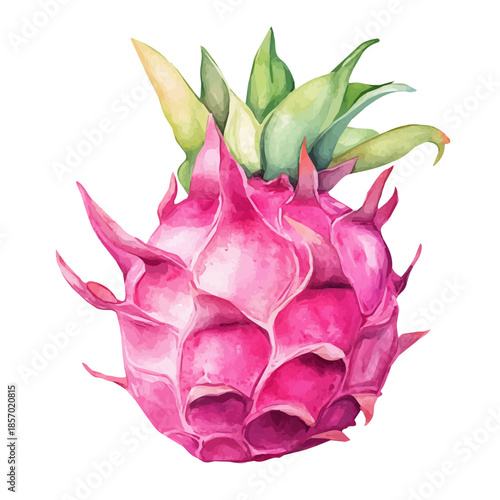 Dragonfruit, watercolor vector depicting playful antics, isolated on a white background.