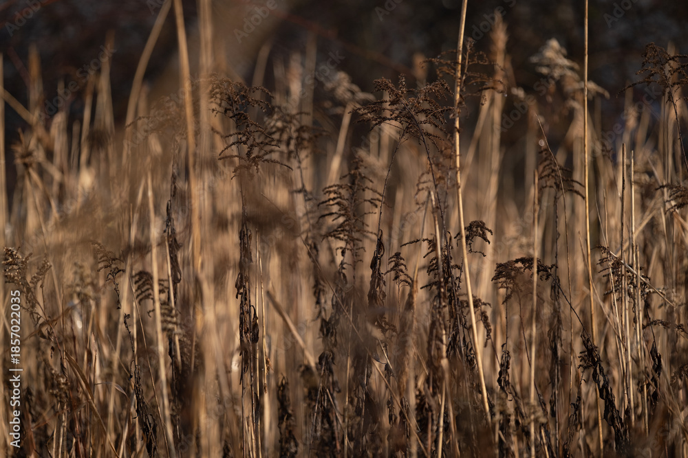 Obraz premium Dry meadow grass in autumn field with warm natural light