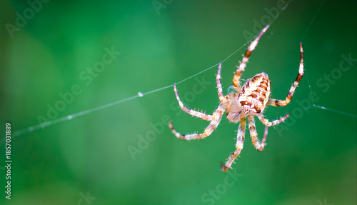 Photos spider on the web