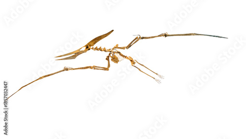 Pteranodon longiceps skeleton fossil isolated on white background featuring the crest and wingspan of this prehistoric flying reptile which lived during the Cretaceous period millions of years ago