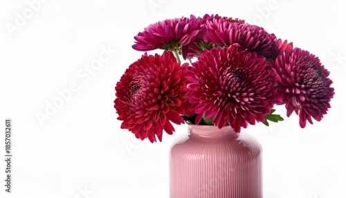 Vibrant Red Purple Blooming Chrysanthemums Flowers Bouquet In A Pink Glass Vase Isolated On White Background Used As Romantic Natural Greeting Gift For Spring Holiday Celebration And Organic Decor