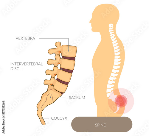 Good Posture - Healthy Spine Anatomy - Stock Illustration
