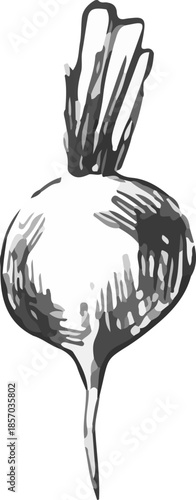 Vector illustration of beetroot. A stylized illustration in the graphic style of linocut, with bold outlines and thin shading on a white background.