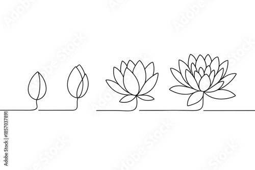 Continuous line drawing shows the growth stages of a lotus flower from bud to bloom