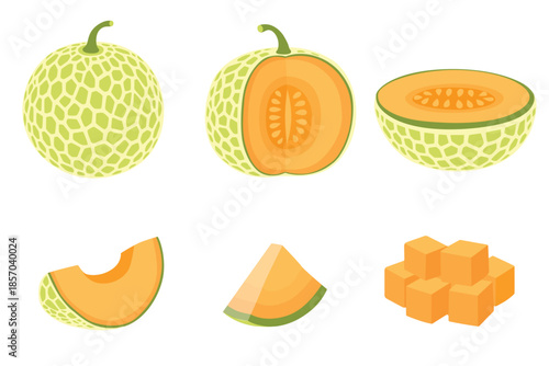 set of Cantaloupe melon, fruit vector illustration 10	